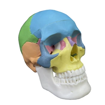 2023 Naujų Žmogaus Anatomijos Kaukolės Modelis Life Dydis Organų Anatomijos Modelis, Nuimamas Anatomija Išardyta Kaukolės Modelis Mokymosi Priemonė
